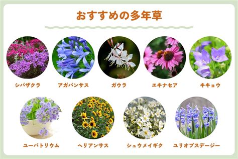 花 種類|【花図鑑】花の種類・育て方・増やし方